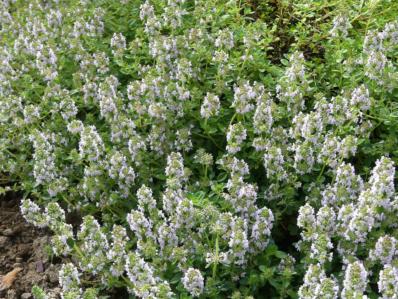 THYMUS 'LAMMEFJORD'