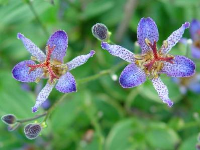 TRICYRTIS 'SAMURAI'