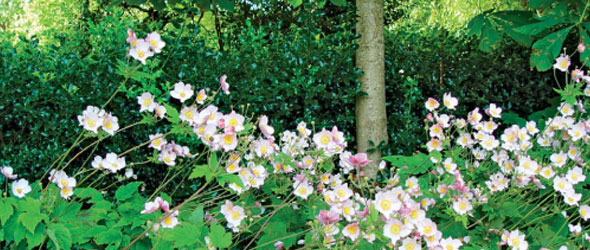 Des fleurs qui acceptent la concurrence des racines des arbres